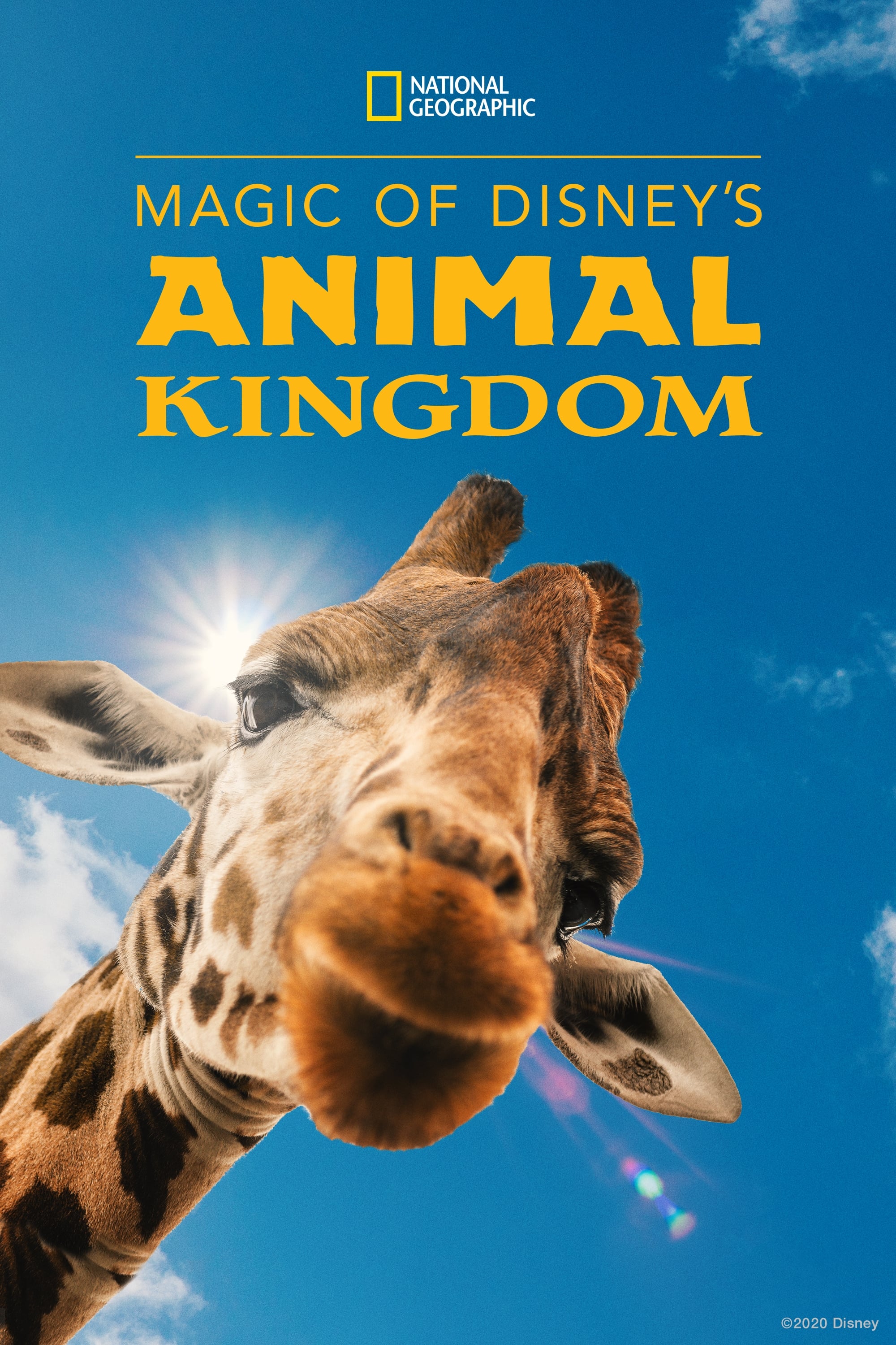 Magic of Disney's Animal Kingdom - Bild 1 von 17