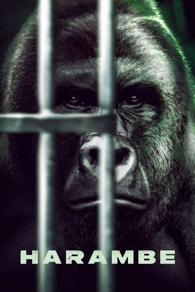 Harambe - Bild 1 von 3