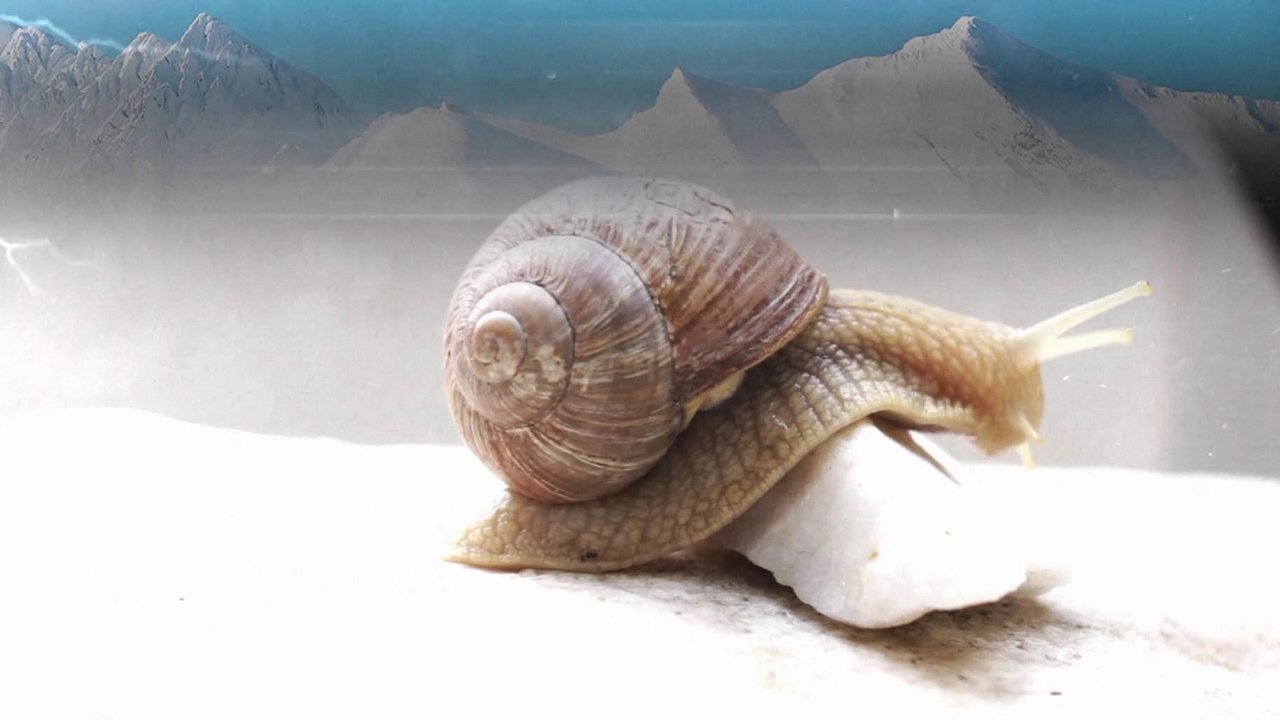 Gonzo - Bild 1 von 2
