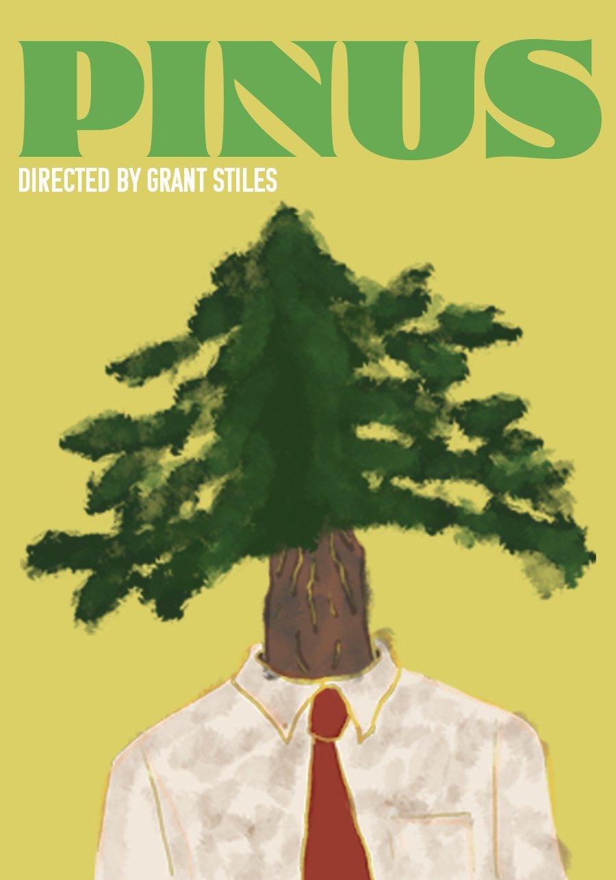 Pinus - Bild 1 von 3