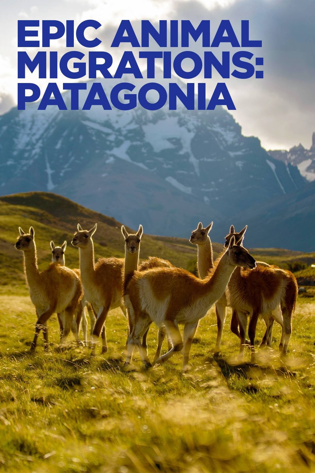 Epic Animal Migrations: Patagonia - Bild 1 von 5