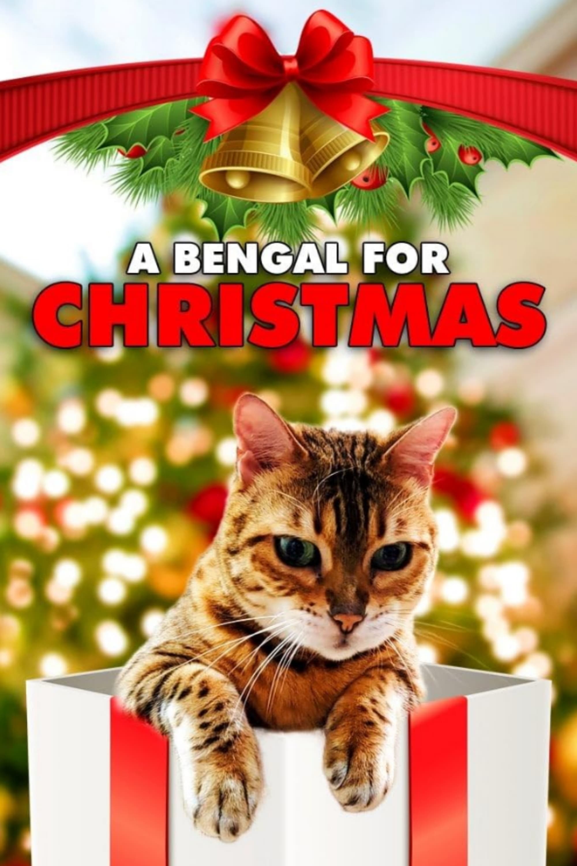 A Bengal for Christmas - Bild 1 von 2