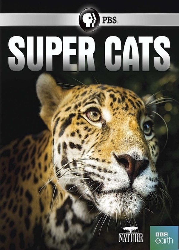 Super Cats - Bild 1 von 2