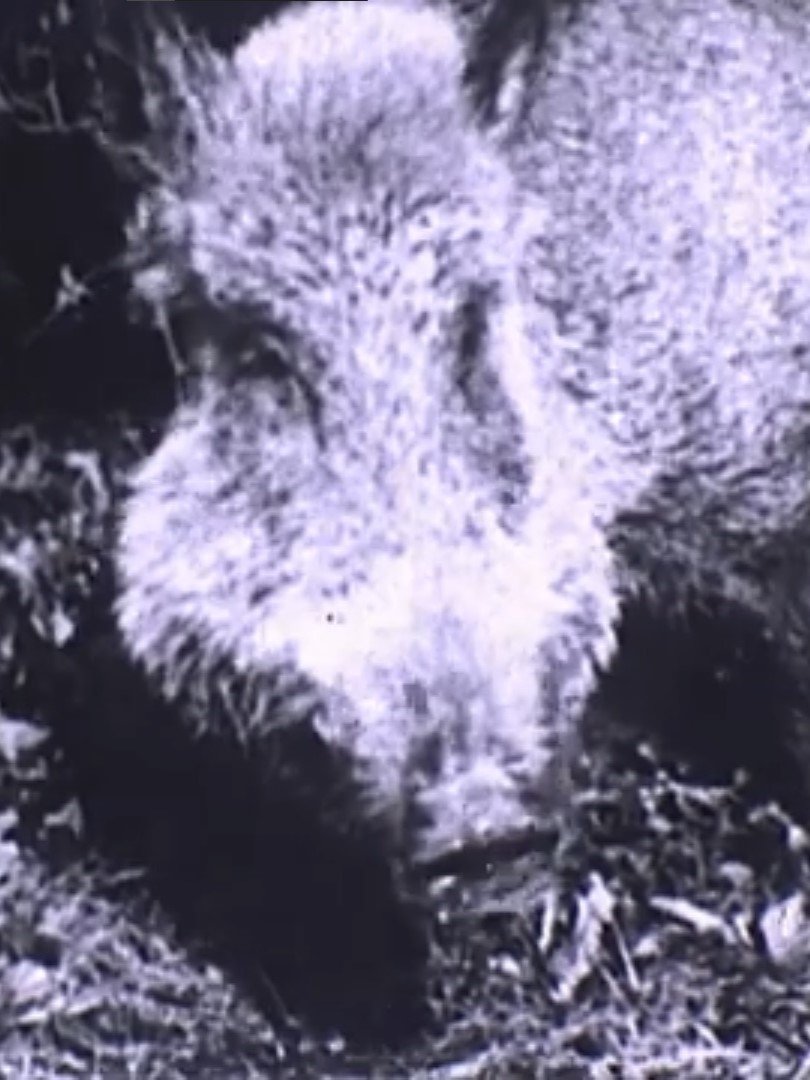 Boar Hunt
