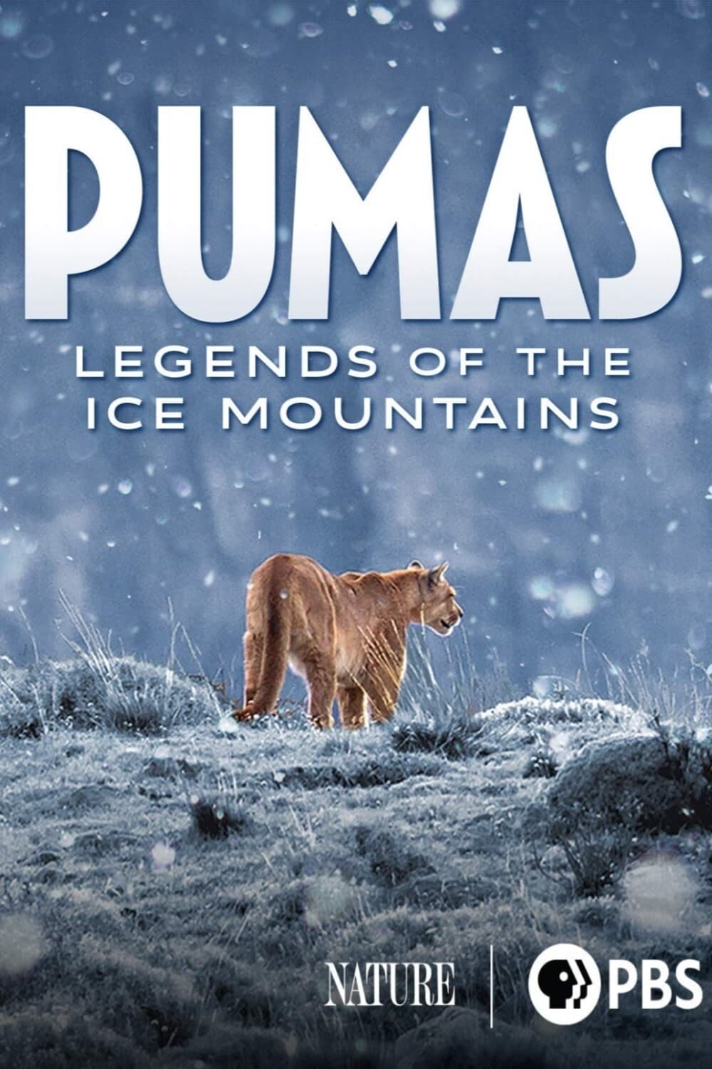 Pumas: Legends of the Ice Mountains - Bild 1 von 3