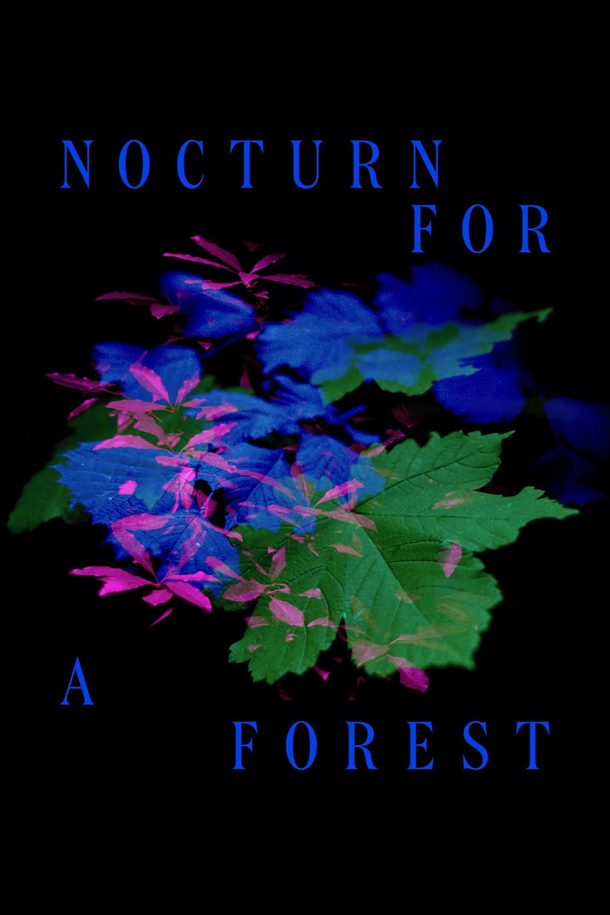 Nocturne for a Forest - Bild 1 von 4