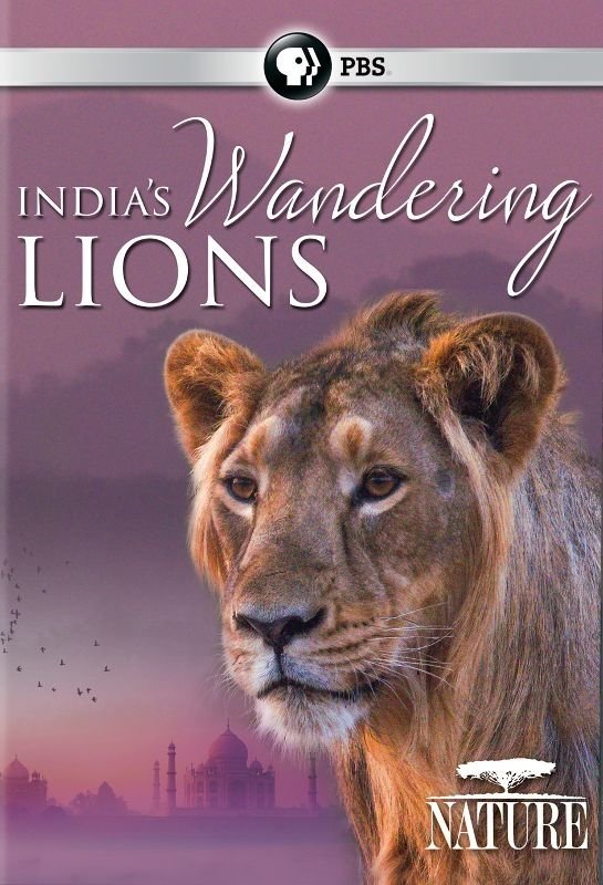 India's Wandering Lions - Bild 1 von 2