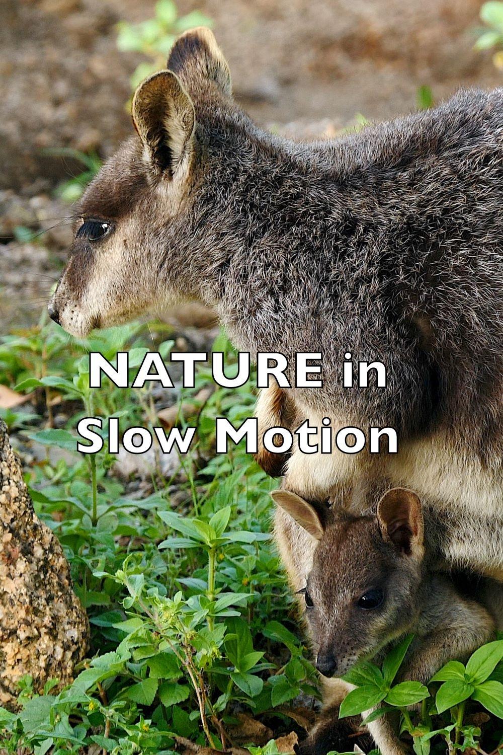 Nature In Slow Motion - Bild 1 von 2
