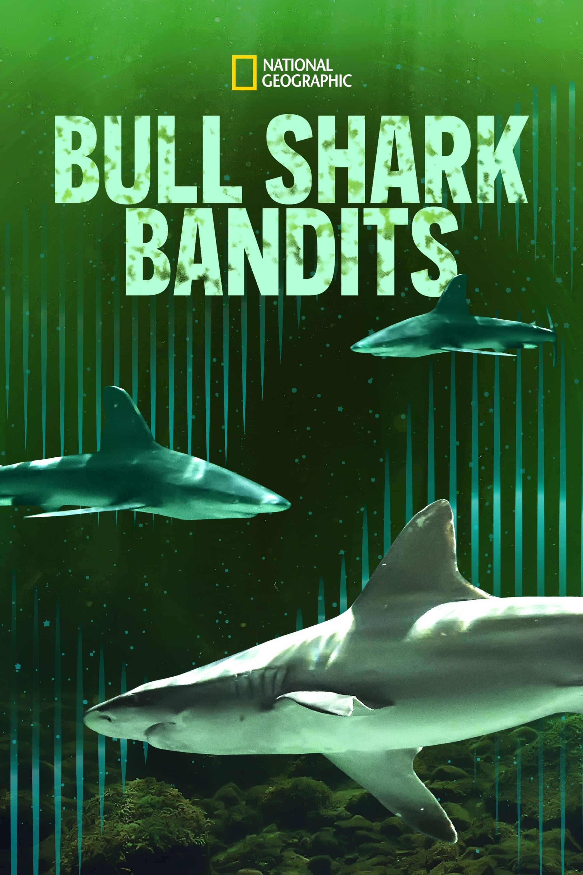 Bull Shark Bandits - Bild 1 von 11