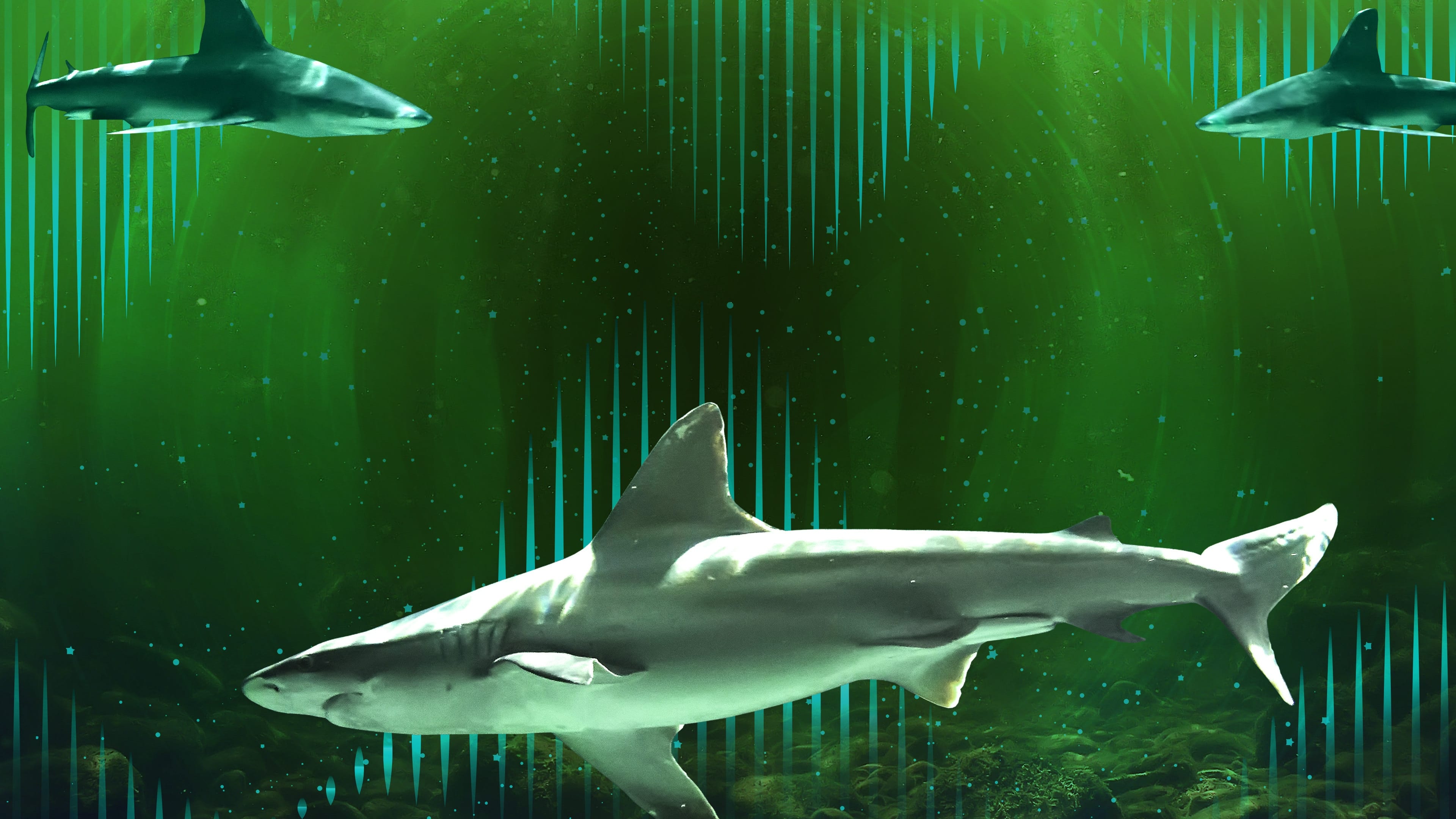 Thumbnail 8 von 11