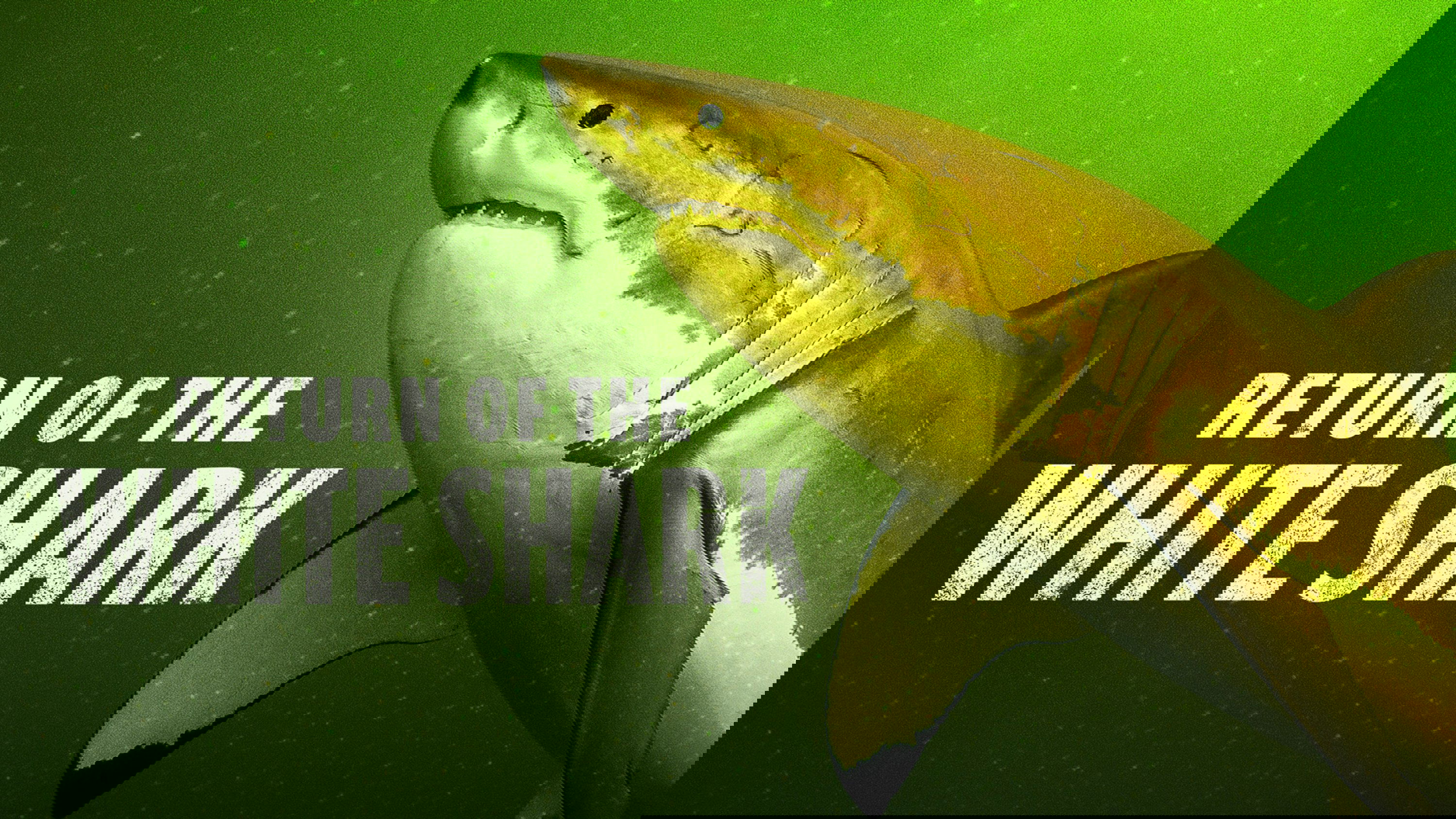 Thumbnail 2 von 11