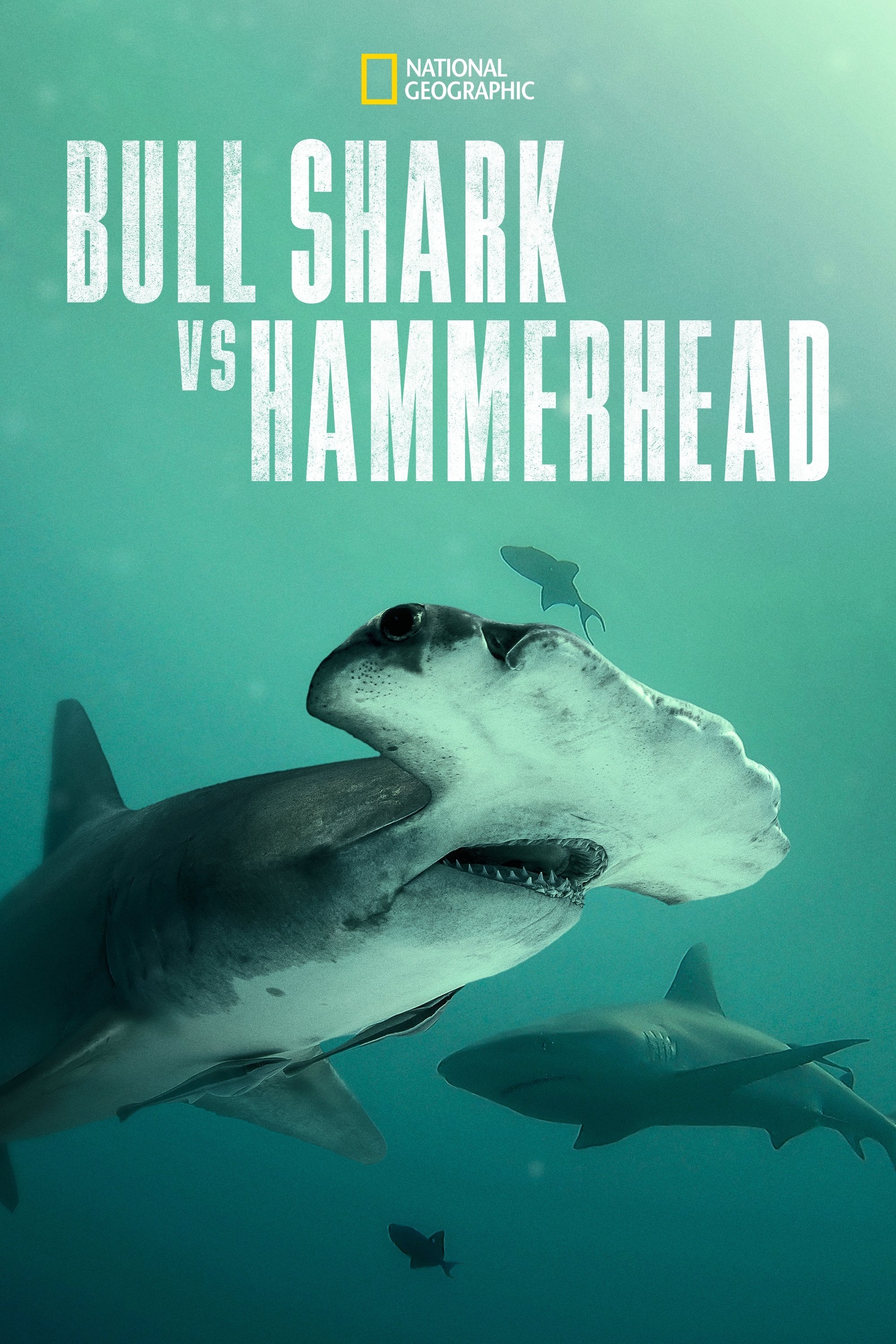 Bull Shark vs. Hammerhead - Bild 1 von 11