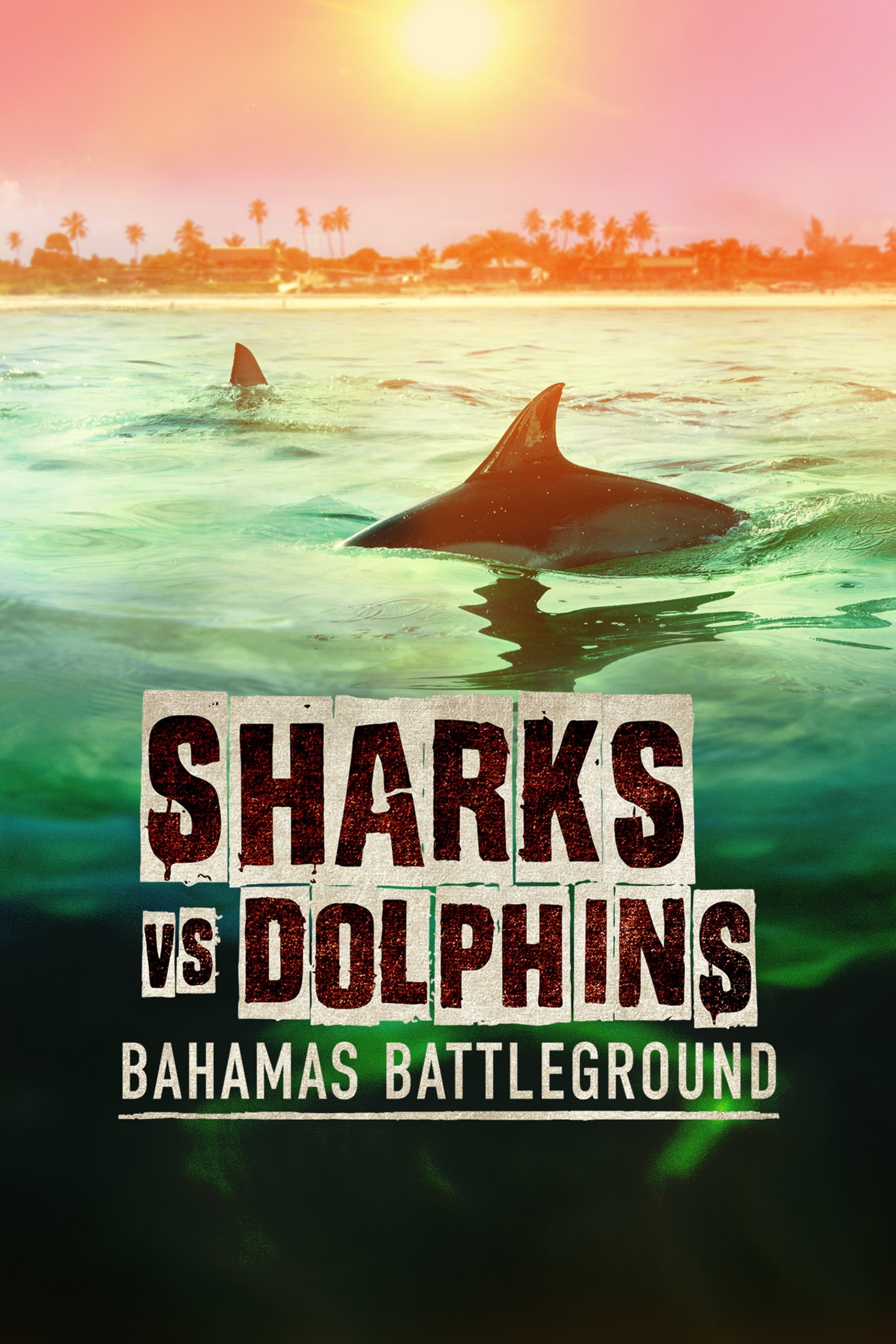 Sharks vs. Dolphins: Bahamas Battleground - Bild 1 von 5