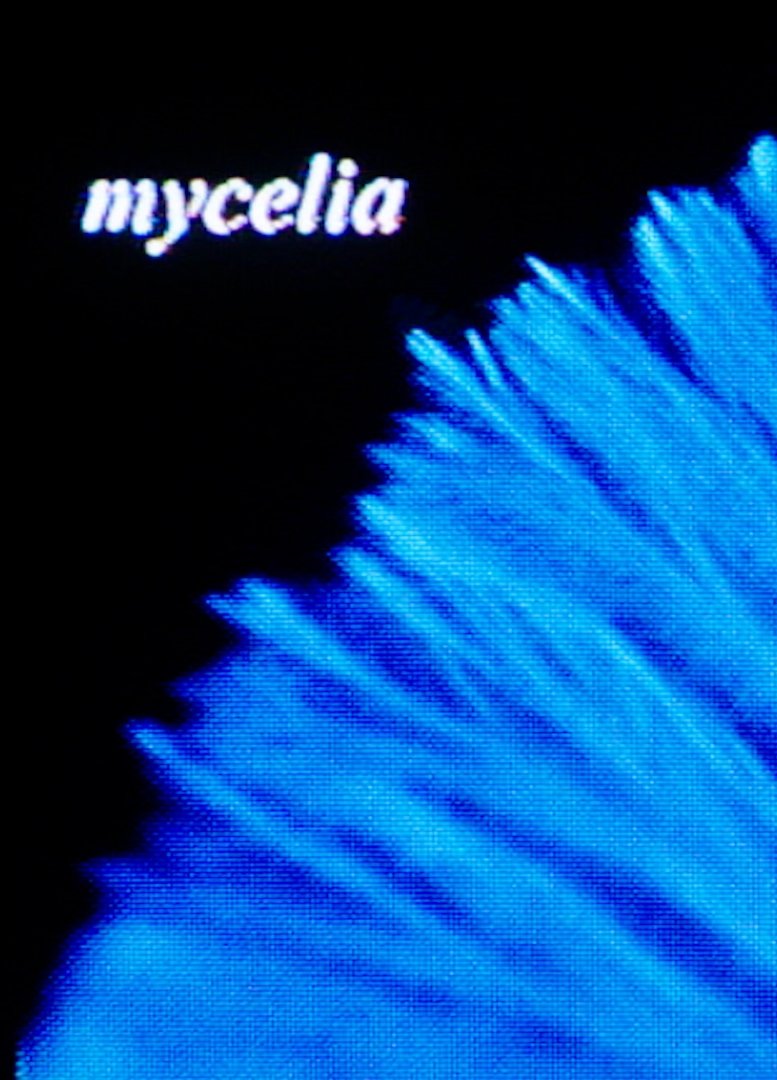 mycelia - Bild 1 von 2