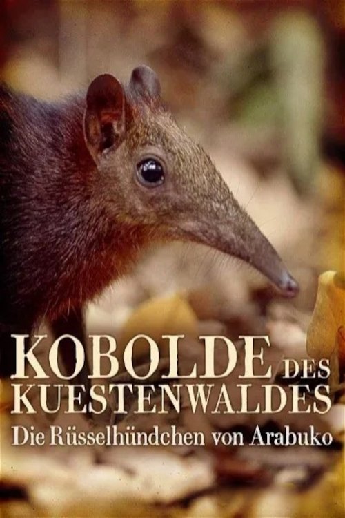 Rainforest Pixies: The Mysterious Rhynchocyon Shrew of Arabuko - Bild 1 von 4