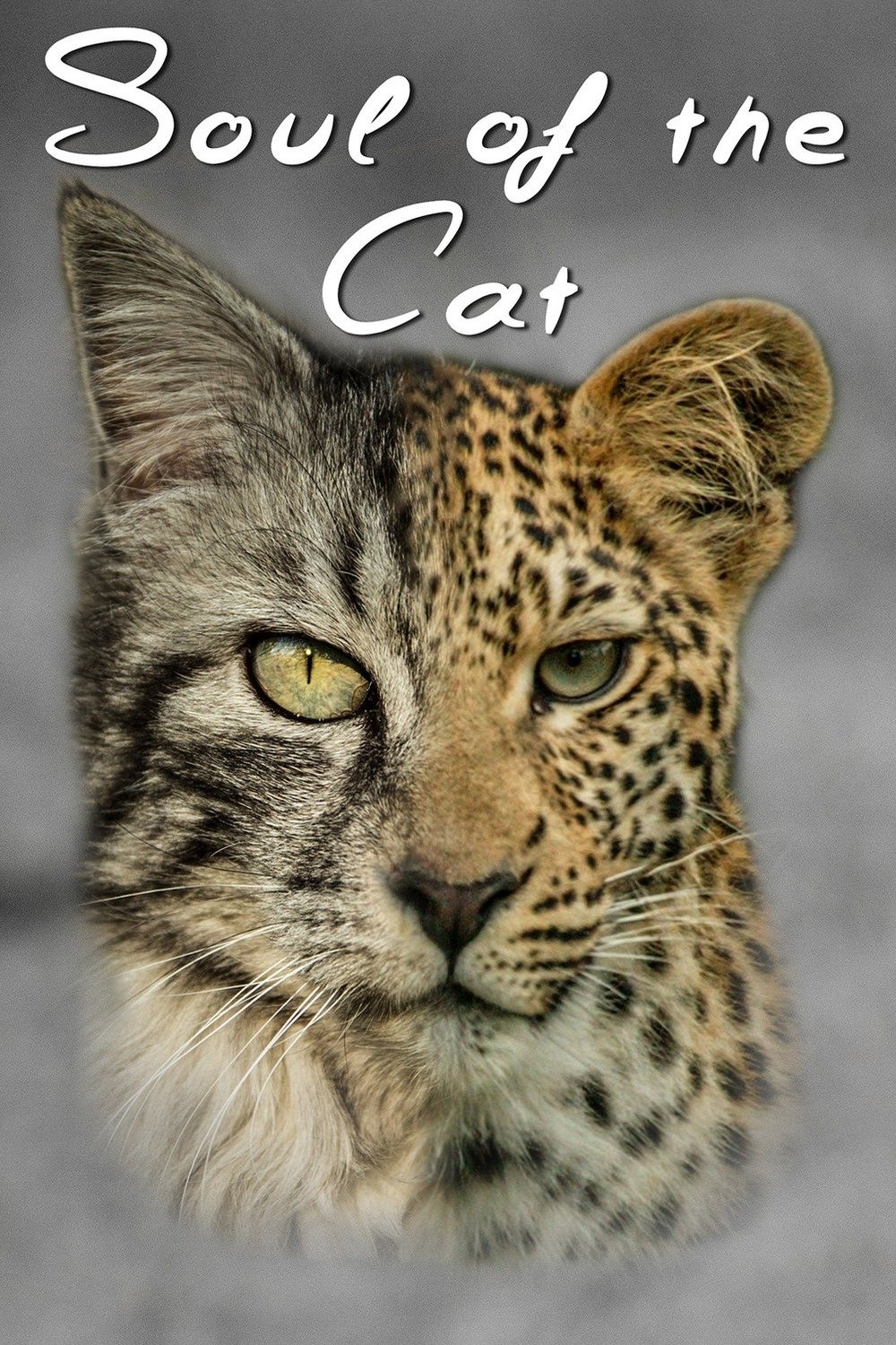 Soul of The Cat - Bild 1 von 3