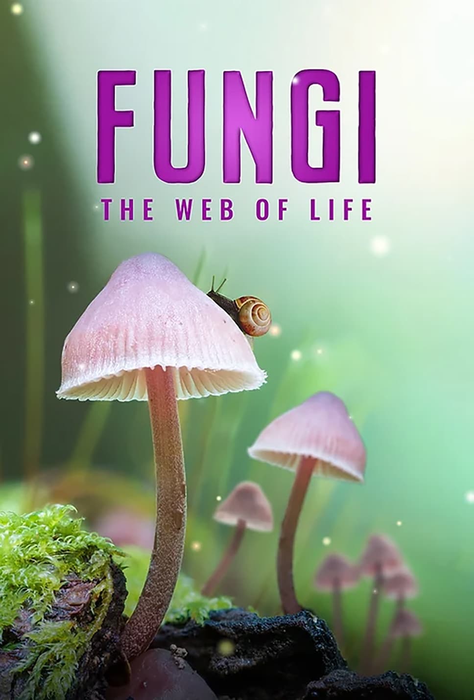 Fungi: The Web of Life - Bild 1 von 4