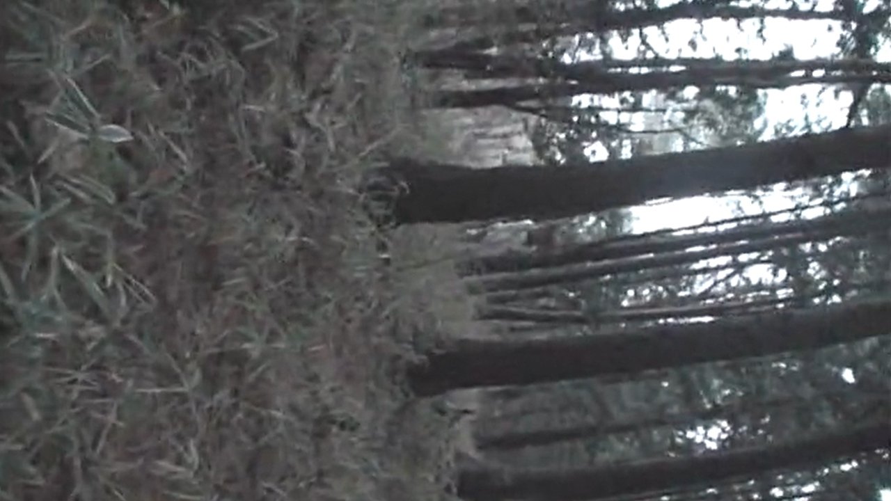 Thumbnail 2 von 3