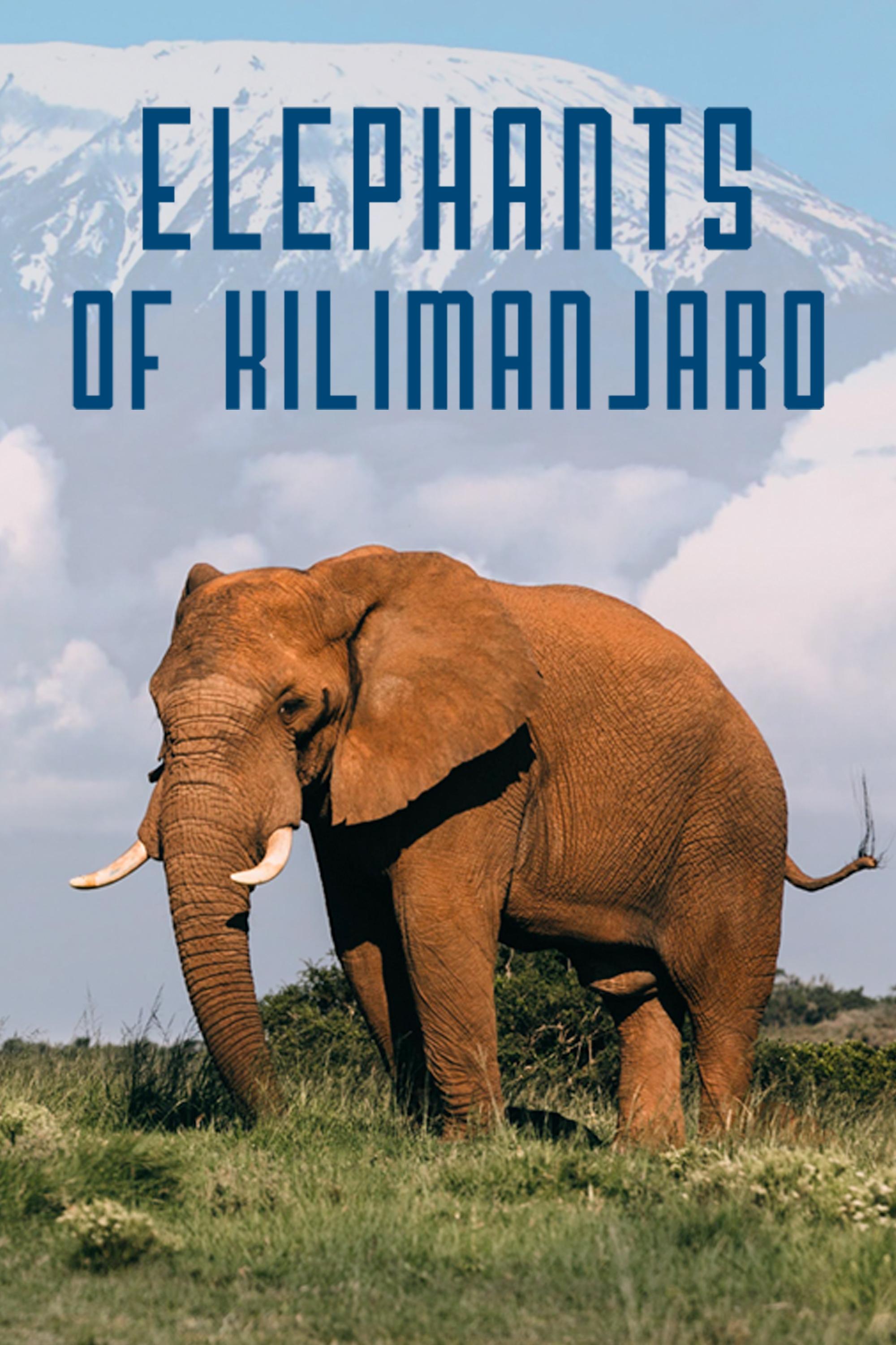 Elephants of Kilimanjaro - Bild 1 von 3