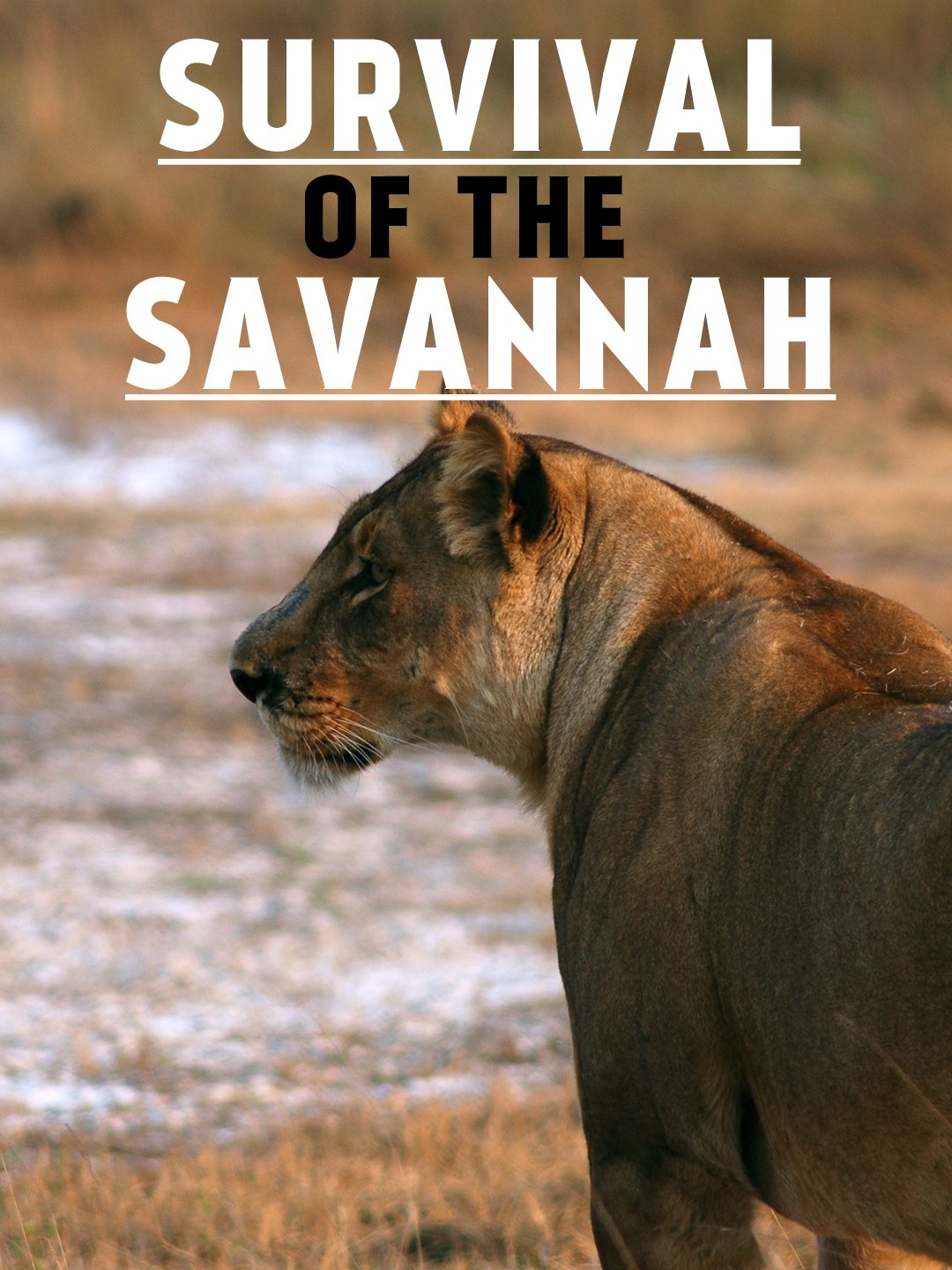 Survival on the Savannah - Bild 1 von 2