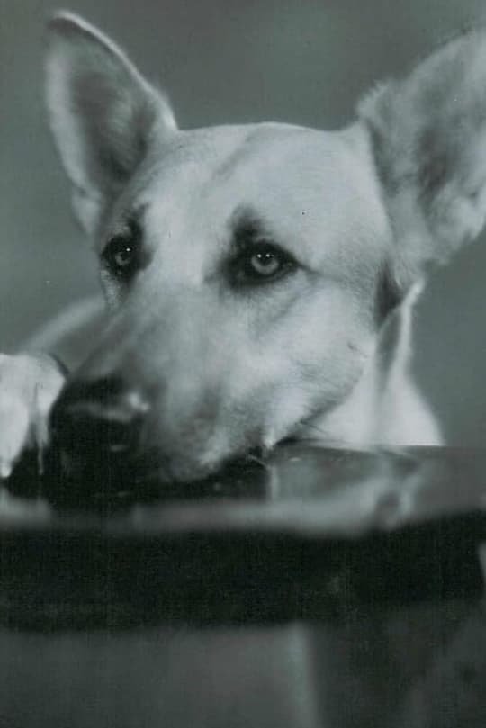 Bild von Flash the Dog