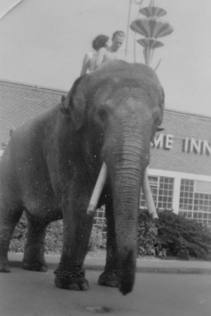 Bild von Charlie the Elephant